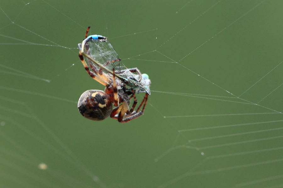 Larinioides sp.